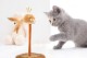 Sesli Oyuncaklı Kedi Tırmalama Tahtası