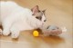 Tüylü Şarjlı Kedi Oyuncağı Tüylü Şarjlı Kedi Oyuncağı