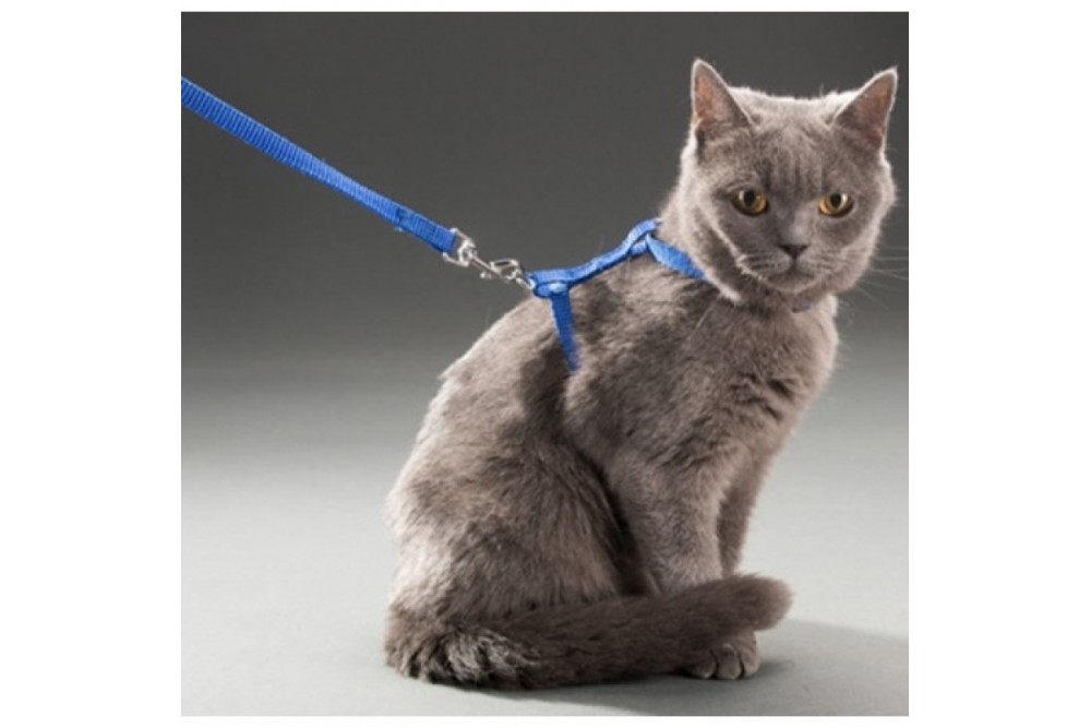 Kedi Boyun Ve Göğüs Tasması Kedi Boyun Ve Göğüs Tasması