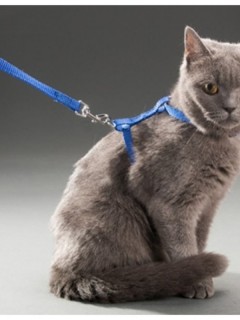 Kedi Boyun Ve Göğüs Tasması