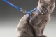 Kedi Boyun Ve Göğüs Tasması Kedi Boyun Ve Göğüs Tasması