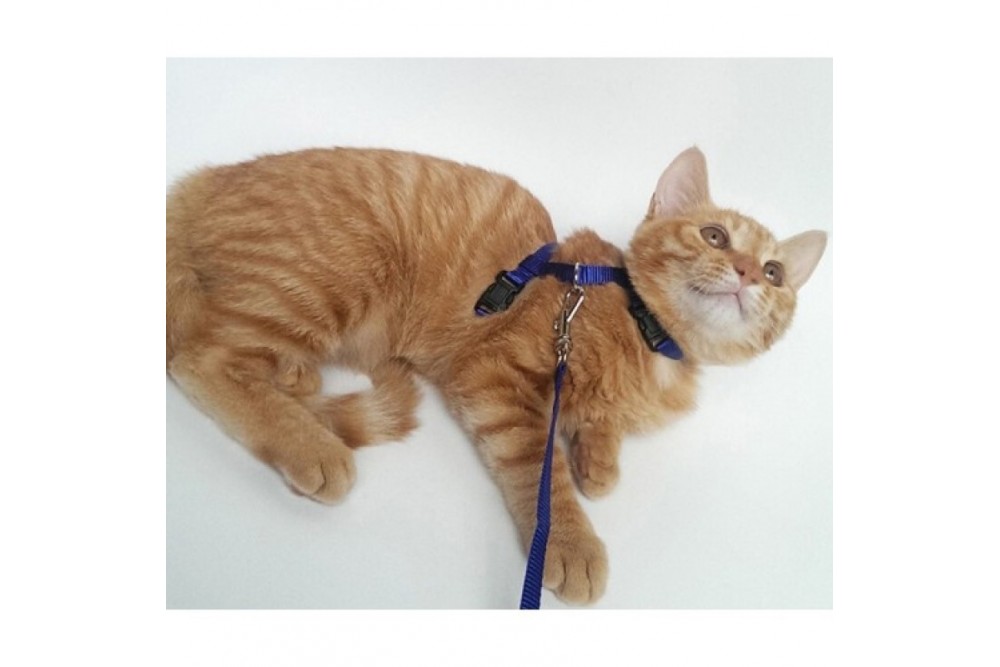 Kedi Boyun Ve Göğüs Tasması Kedi Boyun Ve Göğüs Tasması