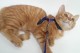 Kedi Boyun Ve Göğüs Tasması Kedi Boyun Ve Göğüs Tasması