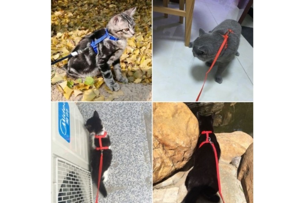 Kedi Boyun Ve Göğüs Tasması Kedi Boyun Ve Göğüs Tasması
