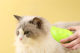 Buharlı Kedi Tarağı Buharlı Kedi Tarağı