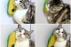 Silikon Kaşıyıcılı Kedi Otu Silikon Kaşıyıcılı Kedi Otu