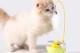 Zilli Kedi Otlu Hacıyatmaz Oyuncağı Zilli Kedi Otlu Hacıyatmaz Oyuncağı