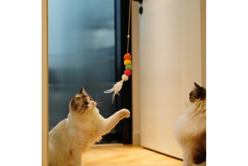 Elastik Yapışkanlı Kedi Oyun Oltası Elastik Yapışkanlı Kedi Oyun Oltası