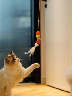 Elastik Yapışkanlı Kedi Oyun Oltası