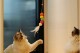 Elastik Yapışkanlı Kedi Oyun Oltası Elastik Yapışkanlı Kedi Oyun Oltası